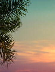 palm trees at sunset © Allec Gomes