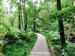  boardwalk path in the forest