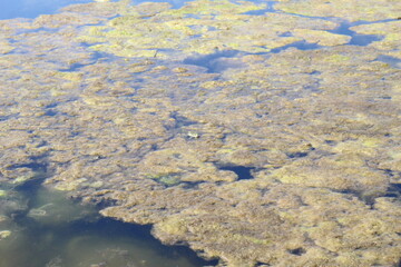 Flowering water swamp mold algae in the water