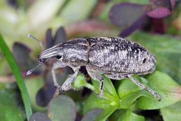 Sluggish or large thistle weevil (Cleonis pigra) beetle on farmland. It is a pest of e.g milk thistle.