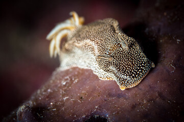 Starry night nudibranch - Hypselodoris lapislazuli