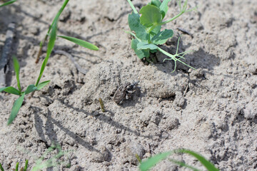 Sluggish or large thistle weevil (Cleonis pigra) beetle on farmland. It is a pest of e.g milk...