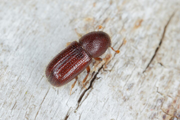 Bark beetle (Dryocoetes hectographus) on wood.