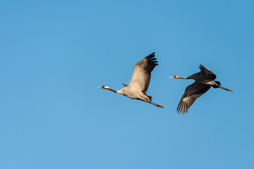 Common crane flying in an early autumn morning over a lake near Agamon Hula, Israel. 