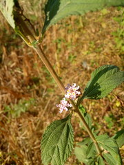 butterfly on a plant