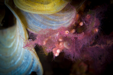Pink roughsnout ghostpipefish on coral reef - Solenostomus cyanopterus