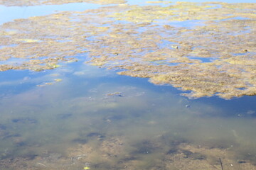 Flowering water swamp mold algae in the water