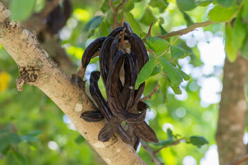 Carob tree (Ceratonia siliqua) fruits, hanging from a branch.