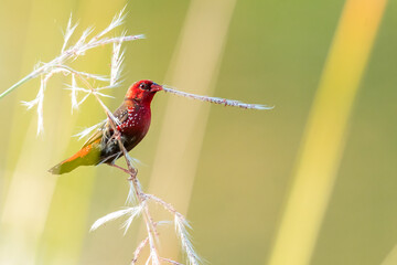 Red Avadavat perching on grass stem