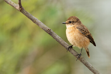 Eastern Stonechat perching on a perch