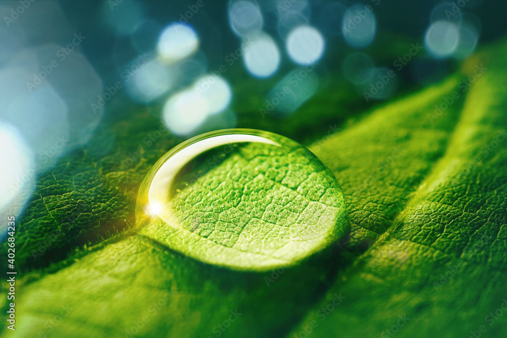 Poster beauty transparent drop of water on a green leaf macro with sun glare. beautiful artistic image of e
