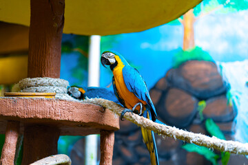 Blue yellow parrot macaw sitting on rope