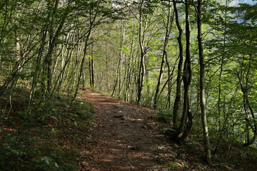 Fototapeta premium Hiking trail around Lake Bohinjsko jezero, Bohinj, Slovenia