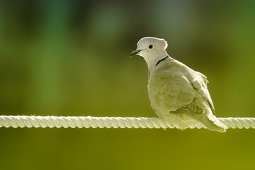 Paloma torcasa posada sobre una cuerda de color blanco mirando hacia un lado