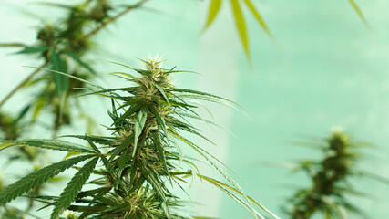 Cultivation of marijuana (Cannabis sativa), flowering cannabis plant herb, ready to harvest.