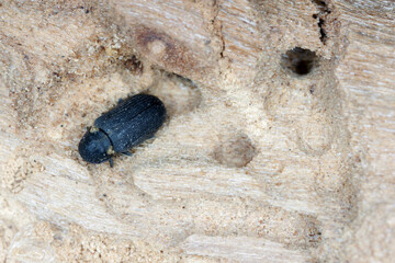 Hadrobregmus pertinax is a species of woodboring beetle from family Anobiidae. Beetle on wood.