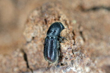 Tiny bark beetle (Scolytinae) on the bark of a tree. High magnification