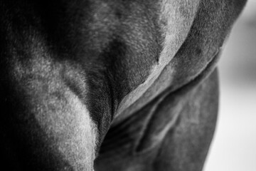 close up of horse muscles