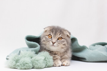 Scottish Fold cat is looking away on a white background