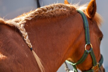 horse with braids