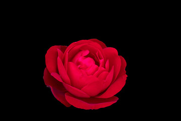 Red rose isolated on black