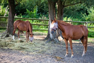Obraz premium horses relaxing between trees wearing fly caps