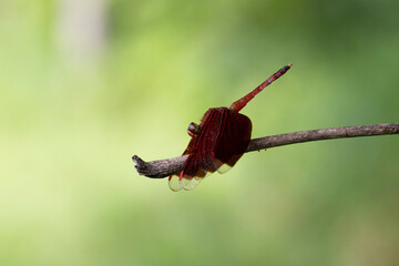 dragonfly on a branch