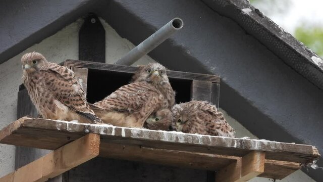 Turmfalke (Falco tinnunculus) Jungv&ouml;gel am Nistkasten