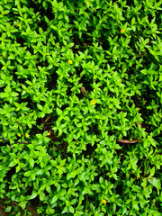 Obraz premium Tiny green leaves background.