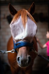 horse being groomed while wearing fly cap