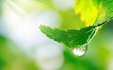 Spring natural background. Big drop of water with sun glare on leaf sparkles in sunlight in...