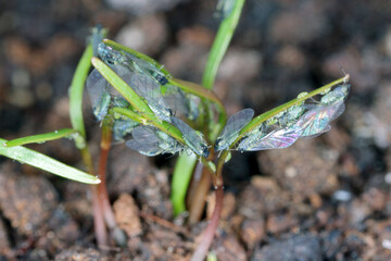 Willow carrot aphids (Cavariella aegopodii ) on young fennel plants.