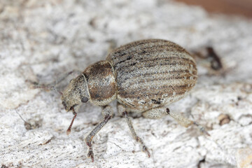 The marram weevil (Philopedon plagiatum), is a species of broad-nosed weevil in the beetle family Curculionidae. Feeds on pine.