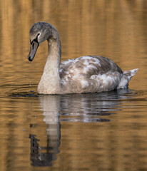 Juvenile mute swan acting as ugly duckling while watching its own reflection in the lake water