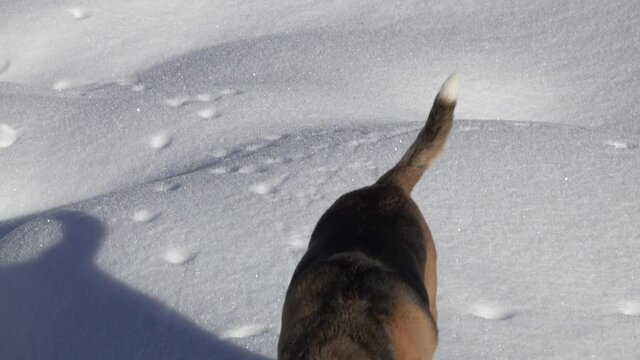old Beagle dog sniffs trace under the snow and digs with his paws