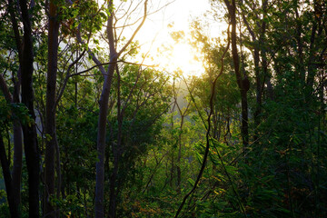 The sun rises in the middle of the forest.