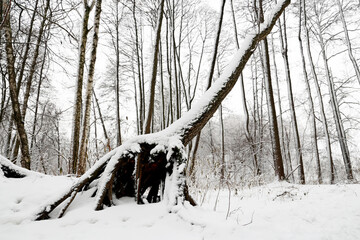 Winter forest, snow covered fallen tree with big roots. Nature after snowfall, cold weather