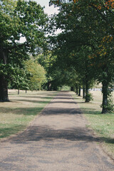 Fototapeta na wymiar view of a tree lined Hyde Park in London