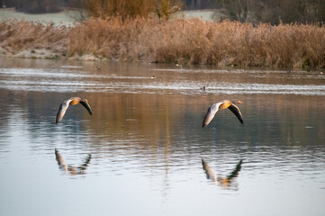 Ente