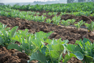A Cauliflower field. Avigdor, Israel