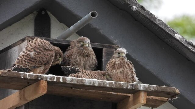 Turmfalke (Falco tinnunculus) Jungv&ouml;gel am Nistkasten