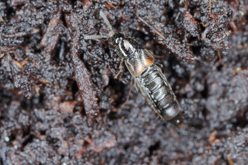 the beetle of the rove beetles family (Staphylinidae) on the soil in the vegetable garden. They are agile pest hunters