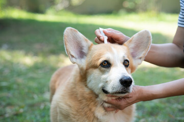 Close up woman applying tick and flea prevention treatment and medicine to her dog or pet