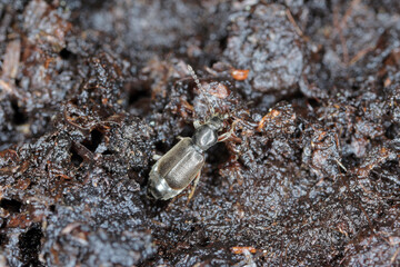the beetle of the rove beetles family (Staphylinidae) on the soil in the vegetable garden. They are agile pest hunters