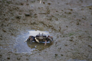 crab on the sand