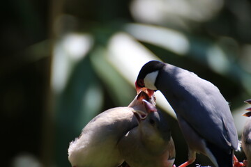 a parental bird is feeding a childlike bird