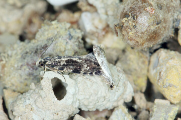 European grain worm or European grain moth Nemapogon granella is a species of tineoid moth. It belongs to the fungus moth family (Tineidae), Common pest of stored products and pest in homes
