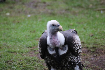 vulture