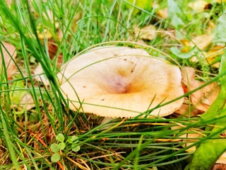 Kremowo-brązowy grzyb pośród zielonej trawy © Enem