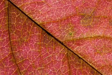 Autumn dry leaves background